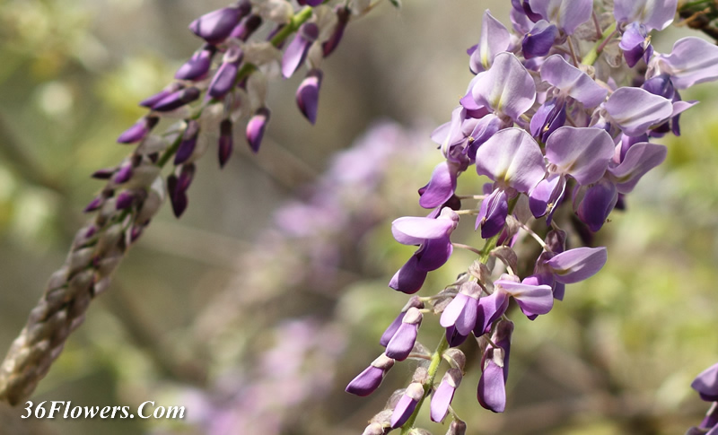 Wisteria flower