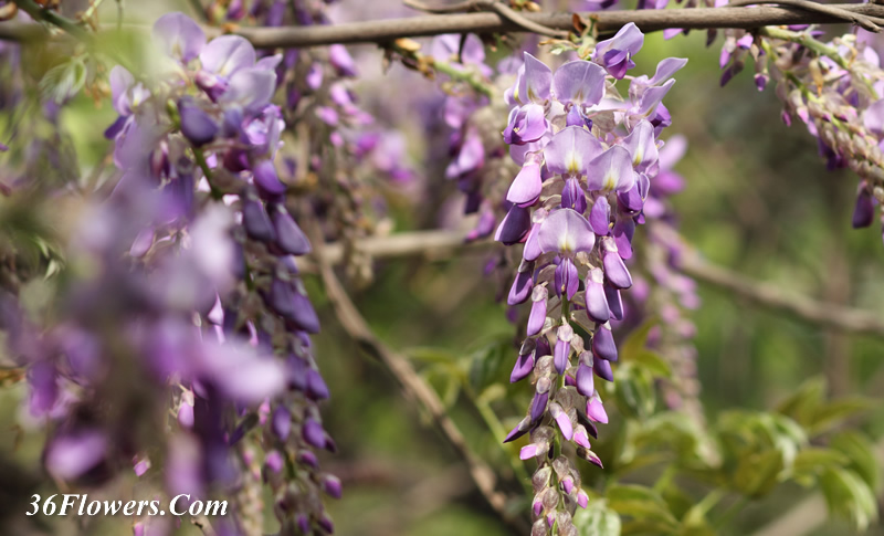 Wisteria