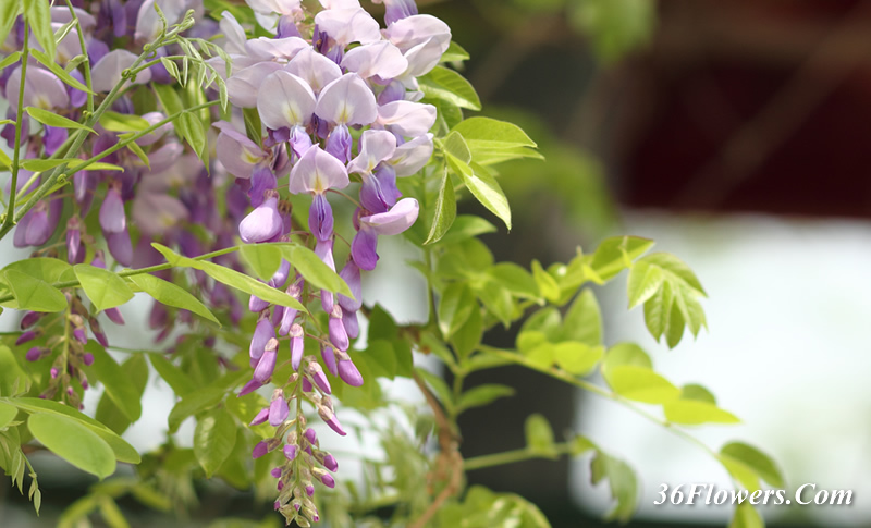 Wisteria