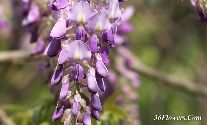 Wisteria flowers