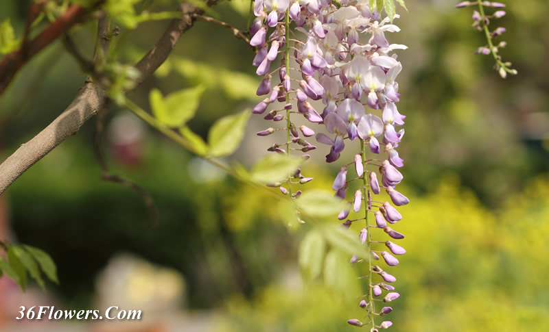 Wisteria