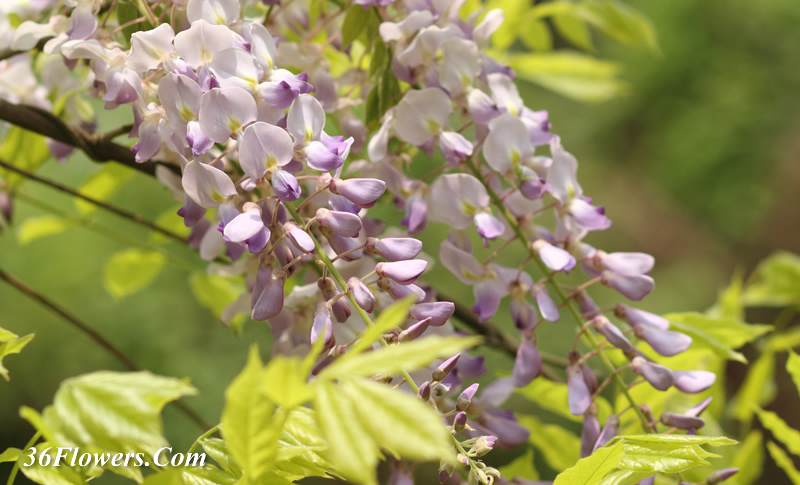 Wisteria flower