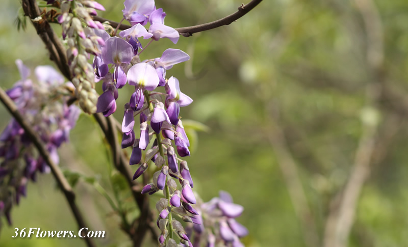 Purple wisteria flower