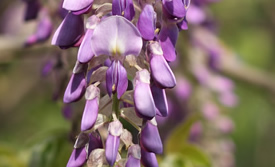 Wisteria Pictures